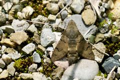 Taubenschwänzchen (Macroglossum stellatarum)