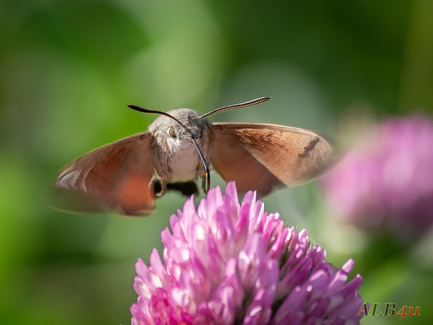 Taubenschwänzchen (Macroglossum stellatarum)