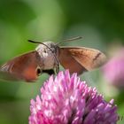 Taubenschwänzchen (Macroglossum stellatarum)