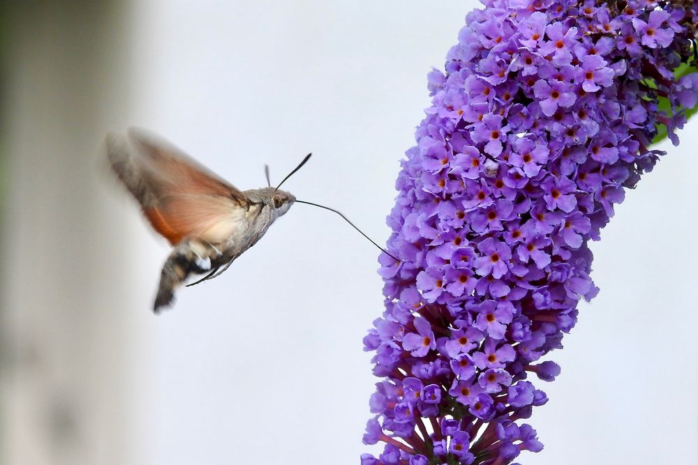 Taubenschwänzchen (Macroglossum stellatarum)