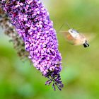 Taubenschwänzchen (Macroglossum stellatarum)