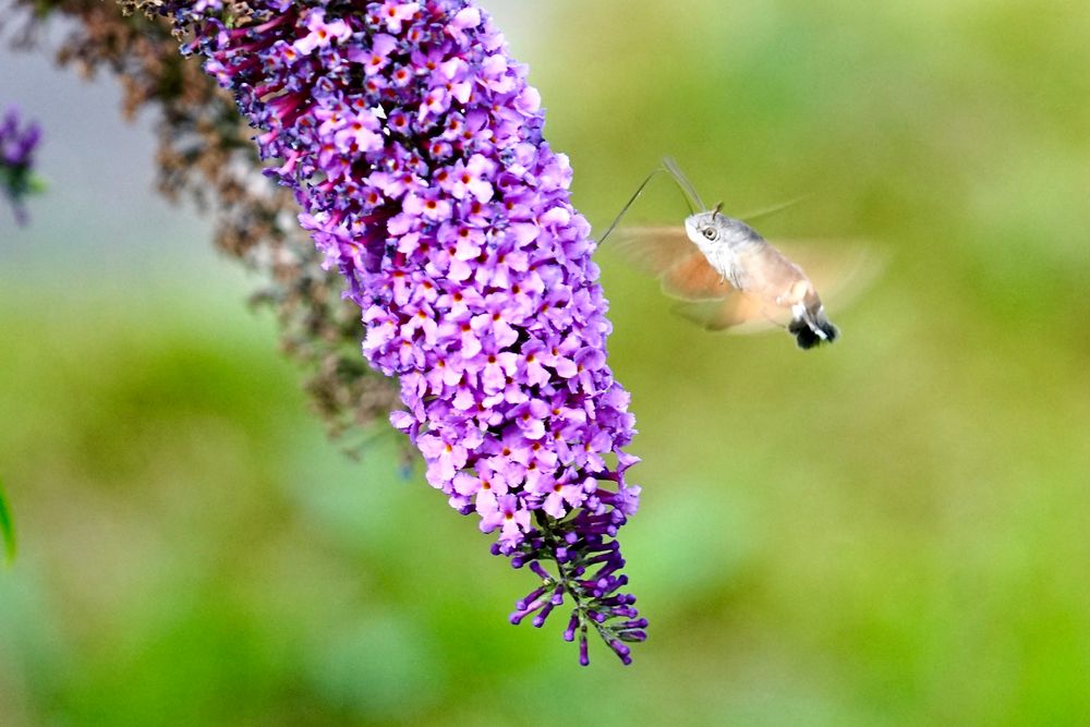 Taubenschwänzchen (Macroglossum stellatarum)