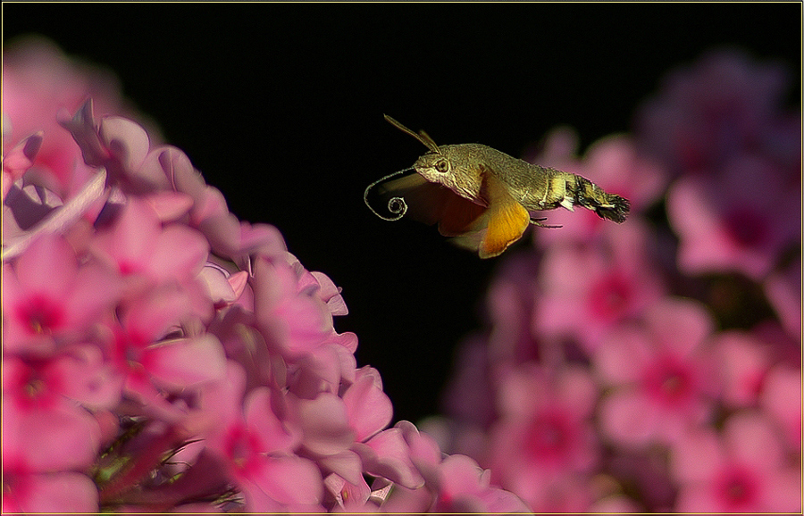 Taubenschwänzchen (Macroglossum stellatarum)