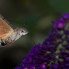 Taubenschwänzchen (Macroglossum stellatarum)