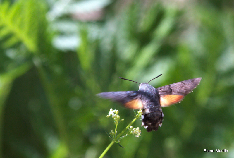 Taubenschwänzchen (Macroglossum stellatarum)