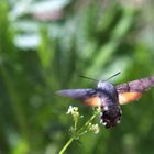 Taubenschwänzchen (Macroglossum stellatarum)