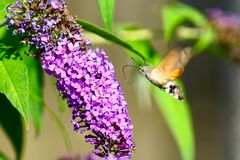 Taubenschwänzchen (Macroglossum stellatarum)