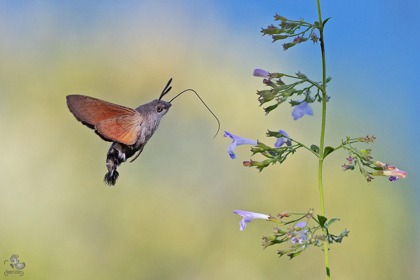 Taubenschwänzchen (Macroglossum stellatarum)