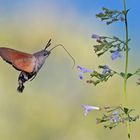 Taubenschwänzchen (Macroglossum stellatarum)