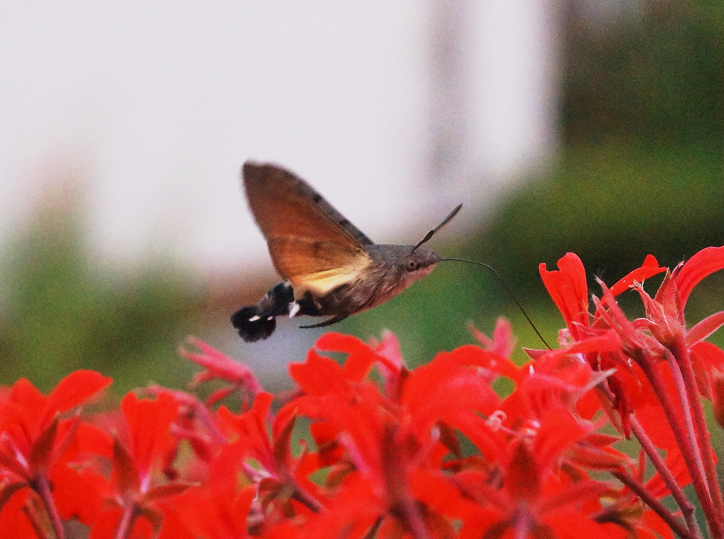 Taubenschwänzchen (Macroglossum stellatarum)