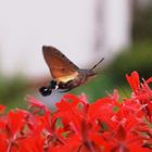 Taubenschwänzchen (Macroglossum stellatarum)