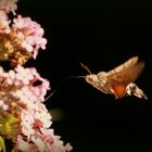 Taubenschwänzchen, Macroglossum stellatarum