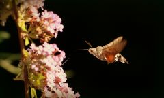 Taubenschwänzchen, Macroglossum stellatarum