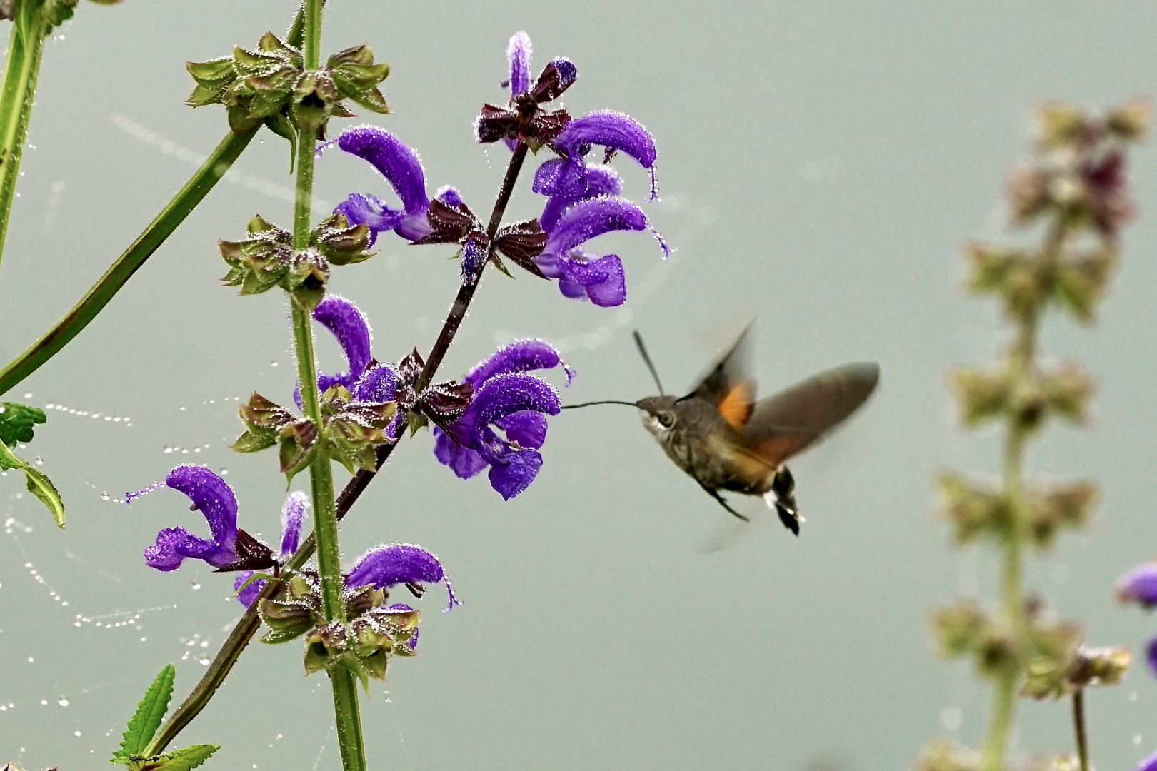 Taubenschwänzchen (Macroglossum stellatarum)