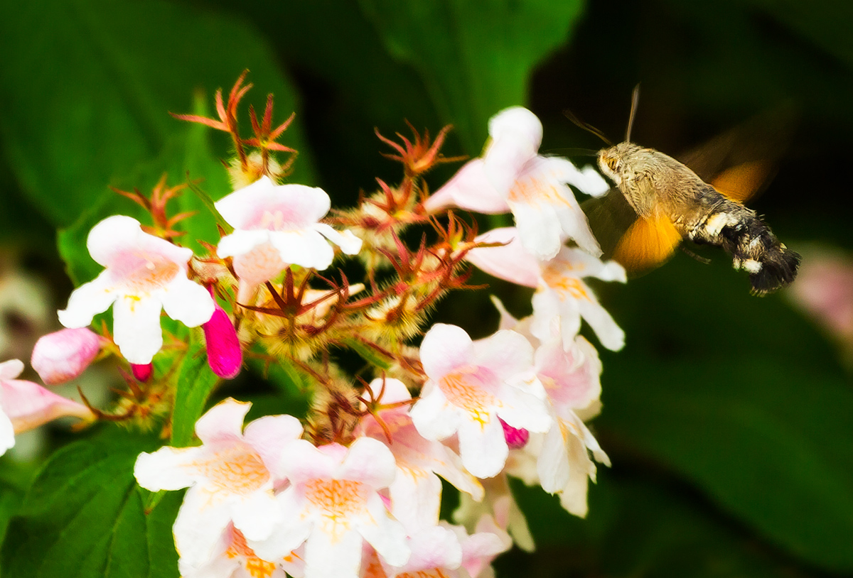 Taubenschwänzchen (Macroglossum stellatarum)