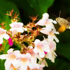 Taubenschwänzchen (Macroglossum stellatarum)