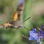 Taubenschwänzchen (Macroglossum stellatarum)