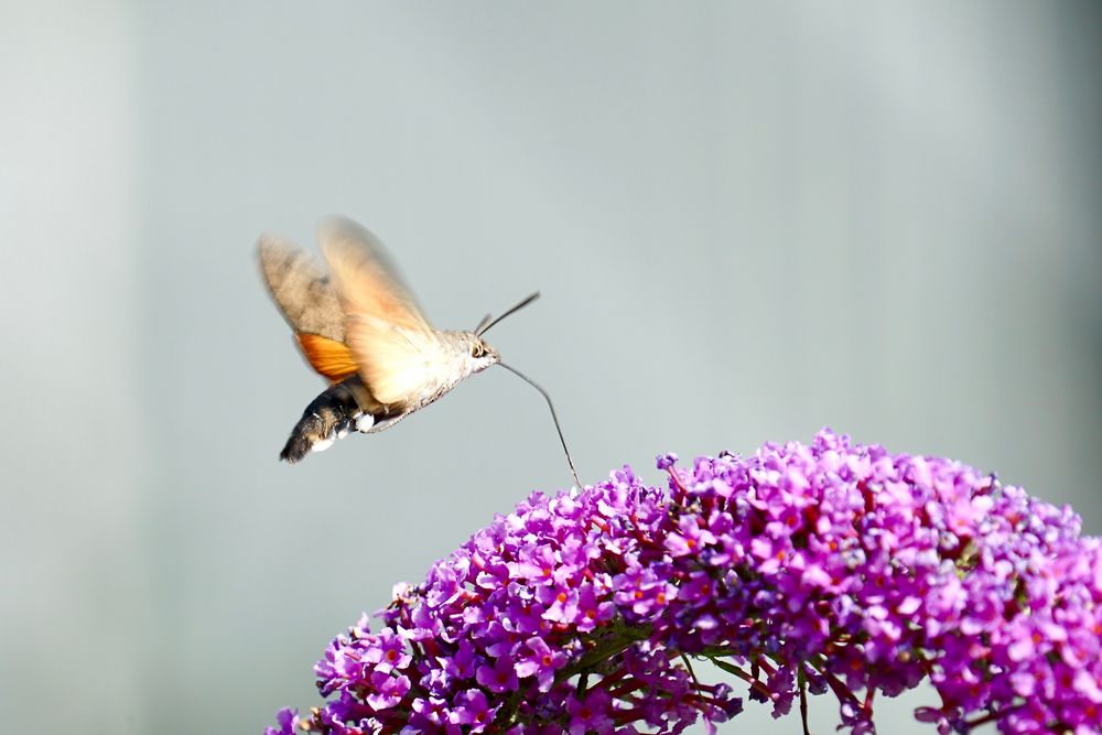 Taubenschwänzchen (Macroglossum stellatarum)