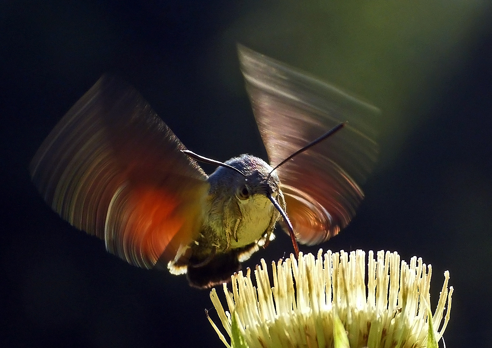 Taubenschwänzchen, Macroglossum stellatarum