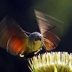 Taubenschwänzchen, Macroglossum stellatarum