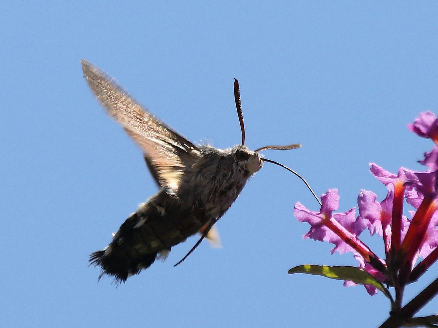 Taubenschwänzchen (Macroglossum stellatarum)