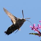 Taubenschwänzchen (Macroglossum stellatarum)