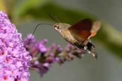 Taubenschwänzchen  (Macroglossum stellatarum)