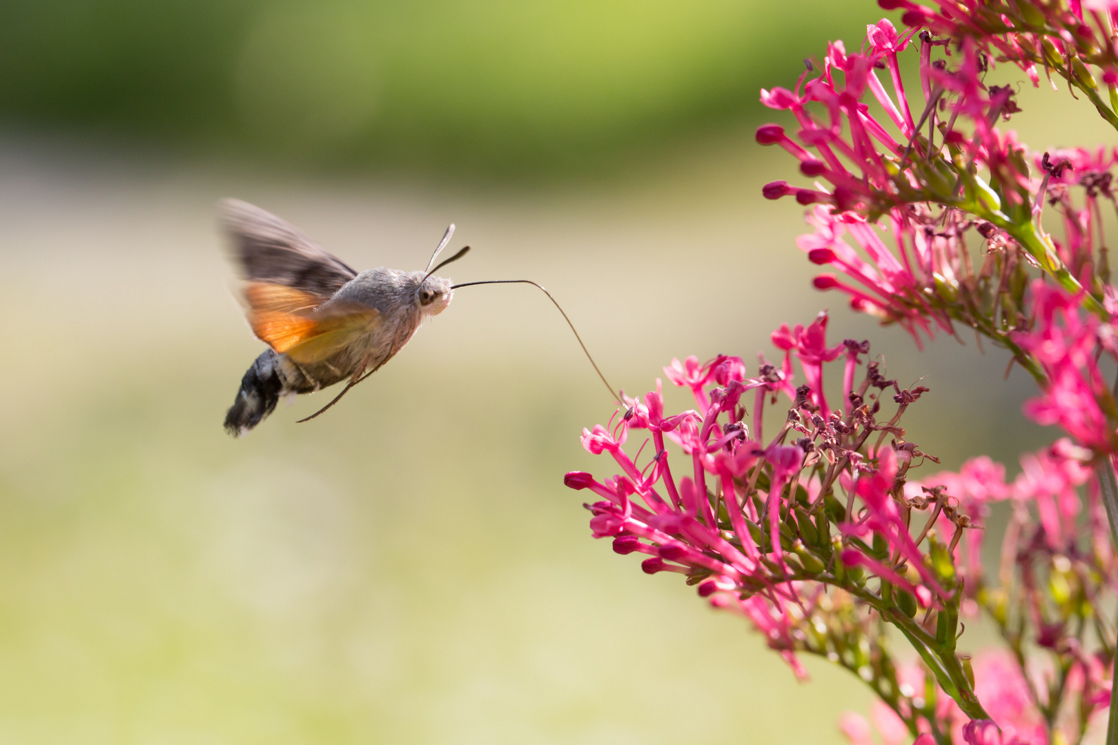 Taubenschwänzchen (Macroglossum stellatarum)