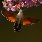 Taubenschwänzchen  (Macroglossum stellatarum)