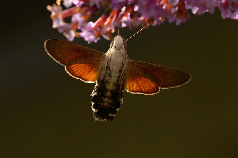 Taubenschwänzchen  (Macroglossum stellatarum)