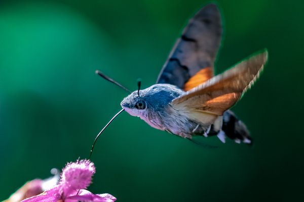 Taubenschwänzchen (Macroglossum stellatarum)