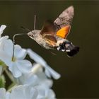 Taubenschwänzchen - Macroglossum stellatarum