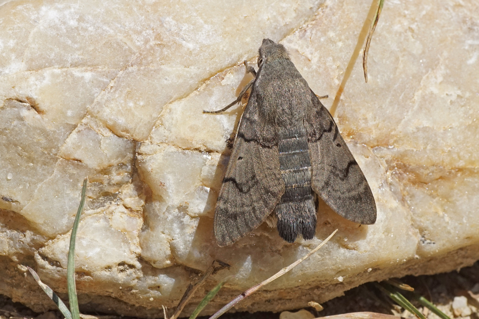 Taubenschwänzchen (Macroglossum stellatarum)