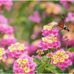 taubenschwänzchen (macroglossum stellatarum) ......