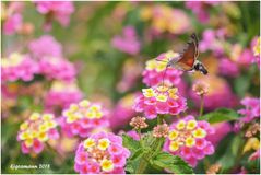 taubenschwänzchen (macroglossum stellatarum) ......