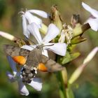 Taubenschwänzchen (Macroglossum stellatarum)