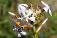 Taubenschwänzchen (Macroglossum stellatarum)