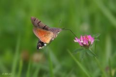 Taubenschwänzchen (Macroglossum stellatarum)