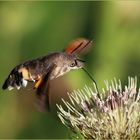 Taubenschwänzchen (Macroglossum stellatarum). 