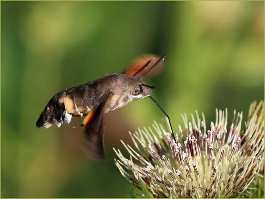 Taubenschwänzchen (Macroglossum stellatarum). 