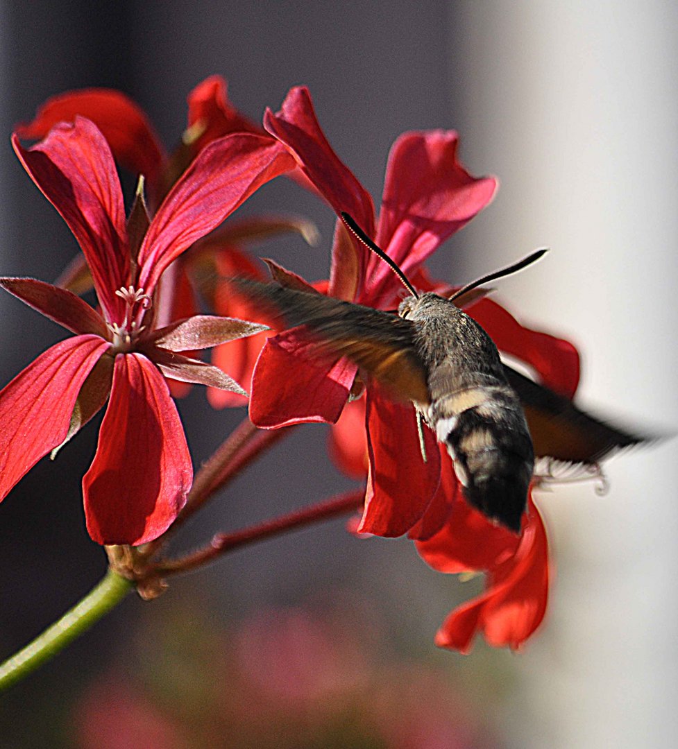 Taubenschwänzchen (Macroglossum stellatarum)