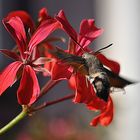 Taubenschwänzchen (Macroglossum stellatarum)