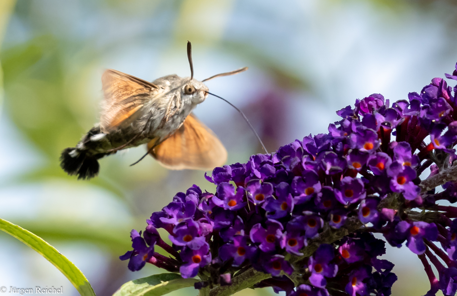 Taubenschwänzchen ( Macroglossum stellatarum ) 