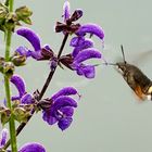 Taubenschwänzchen (Macroglossum stellatarum)