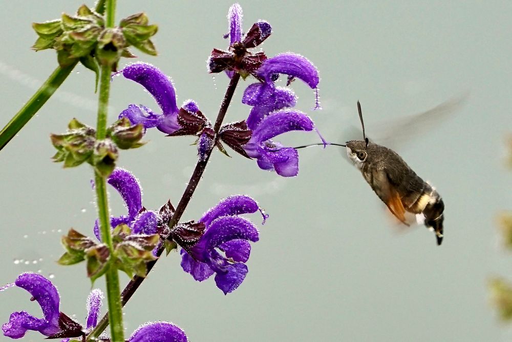 Taubenschwänzchen (Macroglossum stellatarum)