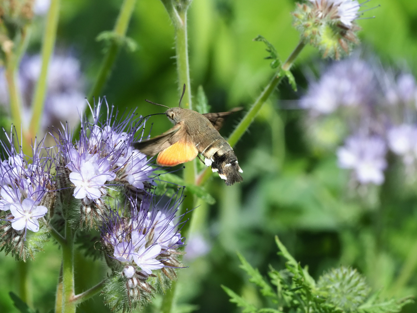 Taubenschwänzchen - Macroglossum stellatarum