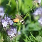 Taubenschwänzchen - Macroglossum stellatarum