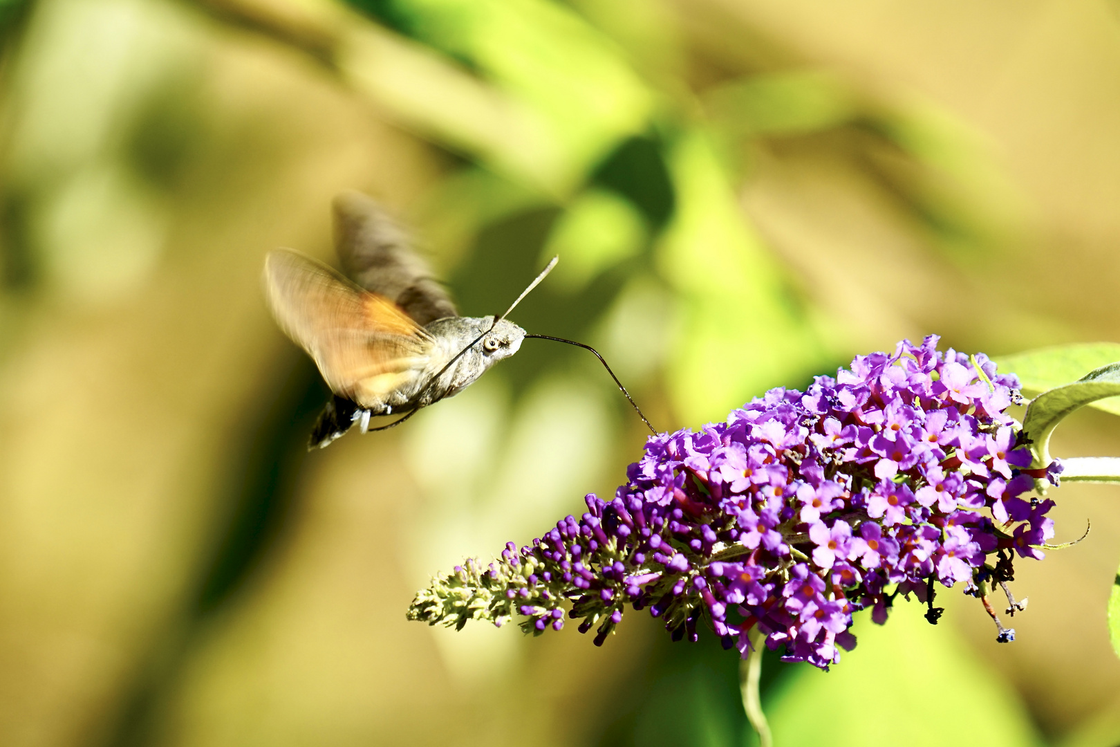 Taubenschwänzchen (Macroglossum stellatarum)