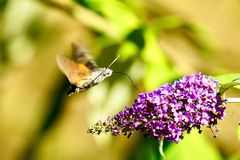 Taubenschwänzchen (Macroglossum stellatarum)