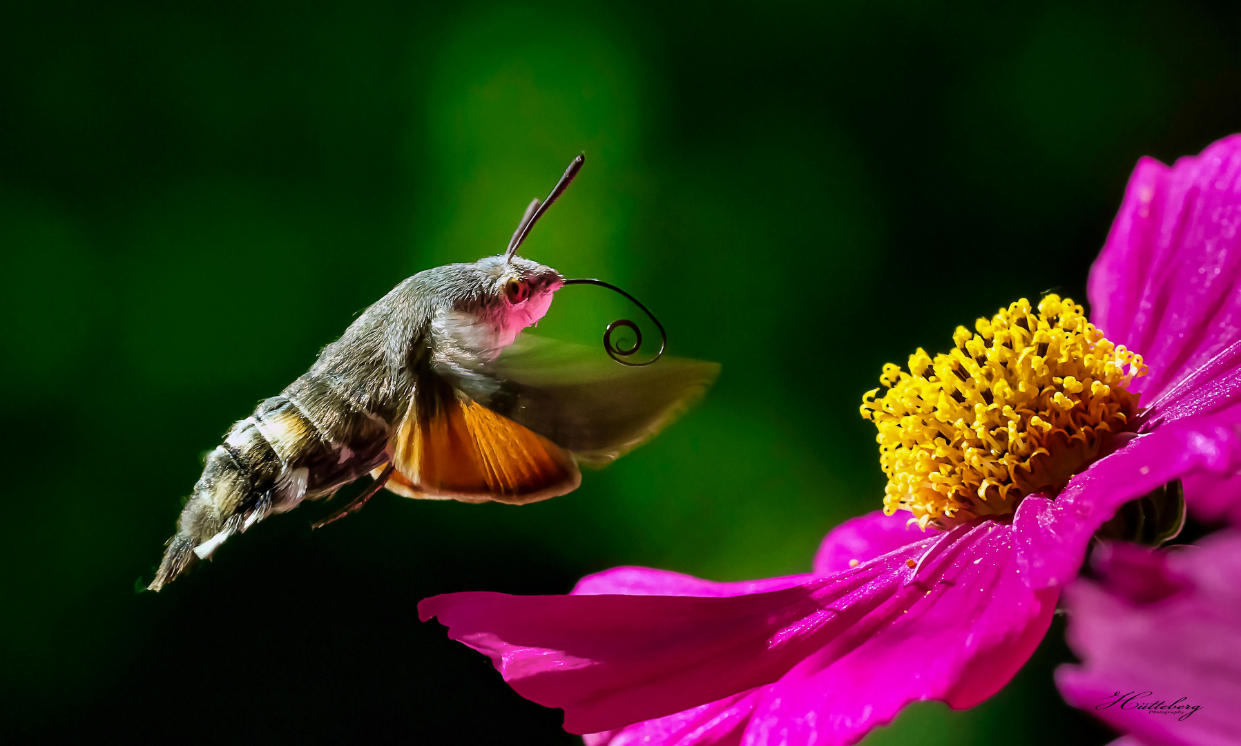 Taubenschwänzchen - Macroglossum stellatarum